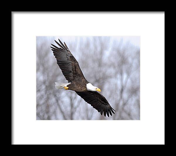 American Bald Eagle Framed Print featuring the photograph Bald Eagle in Flight by Larry Ricker