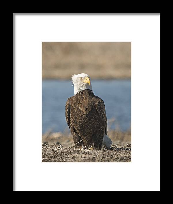 Loree Johnson Framed Print featuring the photograph Bald Eagle in the Wind by Loree Johnson