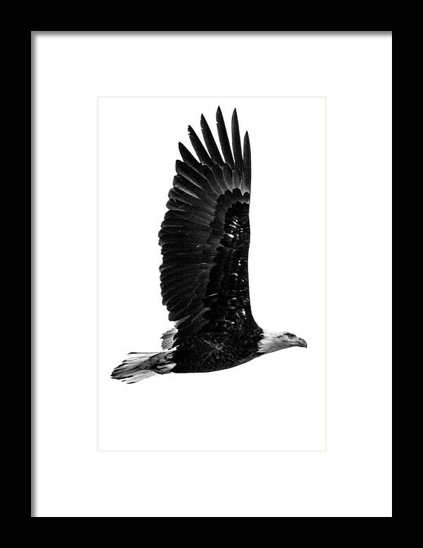 Bald Eagle Framed Print featuring the photograph Bald Eagle by Jedediah Hohf