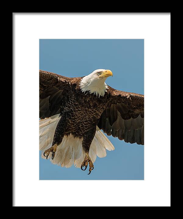 Loree Johnson Photography Framed Print featuring the photograph Bald Eagle Lift Off by Loree Johnson