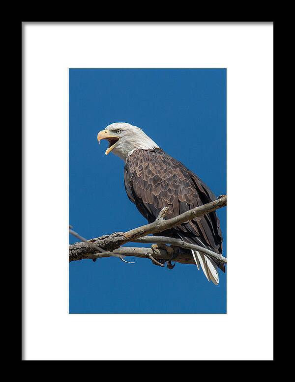 Eagle Framed Print featuring the photograph Bald Eagle Makes Some Noise by Tony Hake