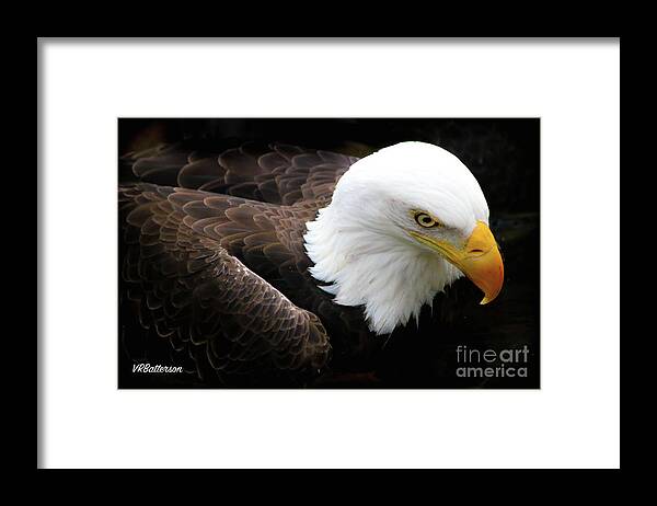 Birds Framed Print featuring the photograph Bald Eagle Memphis Zoo by Veronica Batterson