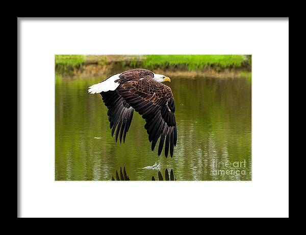 Birds Framed Print featuring the photograph Bald eagle over a pond by Les Palenik