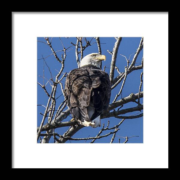 Eagle Framed Print featuring the photograph Bald Eagle Perched by William Bitman