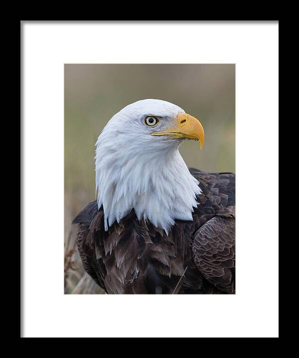 Eagle Framed Print featuring the photograph Bald Eagle Portrait 2 by Angie Vogel