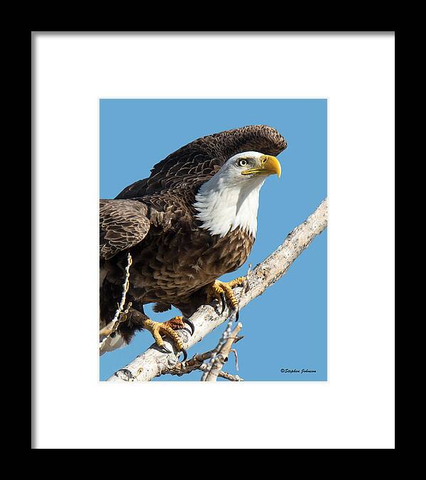 Bald Eagle Framed Print featuring the photograph Bald Eagle Ready to Launch by Stephen Johnson