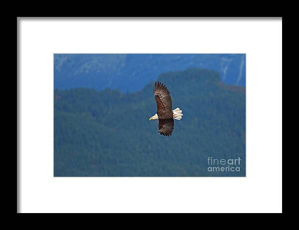Bald Eagle Soaring Against The Mountains Framed Print featuring the photograph Bald Eagle Soaring by Sharon Talson