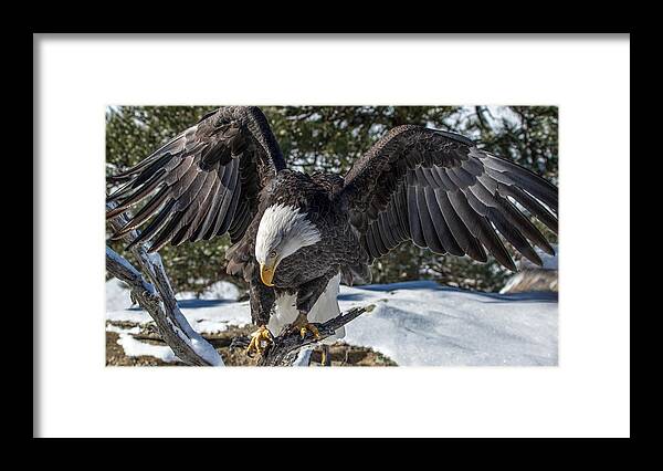 Bald Eagle Framed Print featuring the photograph Bald Eagle Spread by Dawn Key