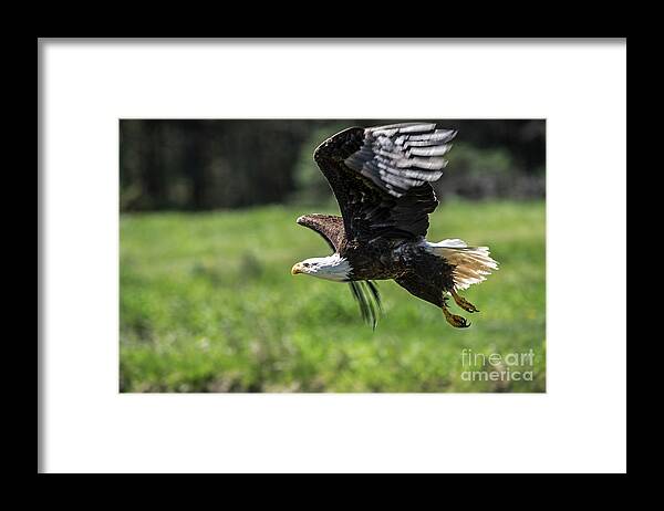 Bald Eagle Framed Print featuring the photograph Bald Eagle-3372 by Steve Somerville
