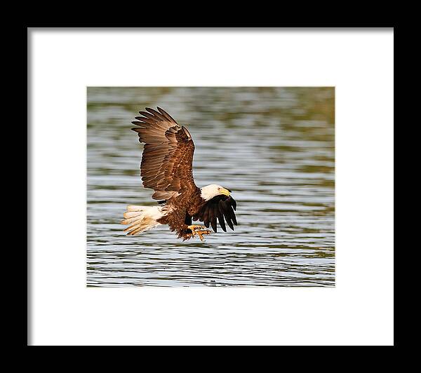 Bald Framed Print featuring the photograph Bald Eagle Talons by Jack Nevitt