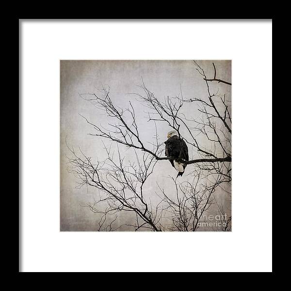 Bald Eagle Framed Print featuring the photograph Bald Eagle by Tamara Becker