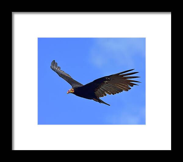 Lesser Yellow-headed Vulture Framed Print featuring the photograph Bald is Beautiful by Tony Beck