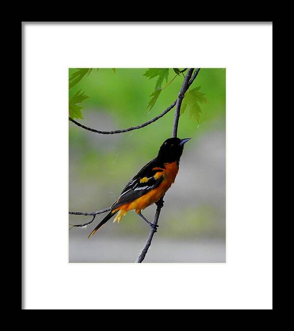 Bird Framed Print featuring the photograph Baltimore Oriole by Betty-Anne McDonald