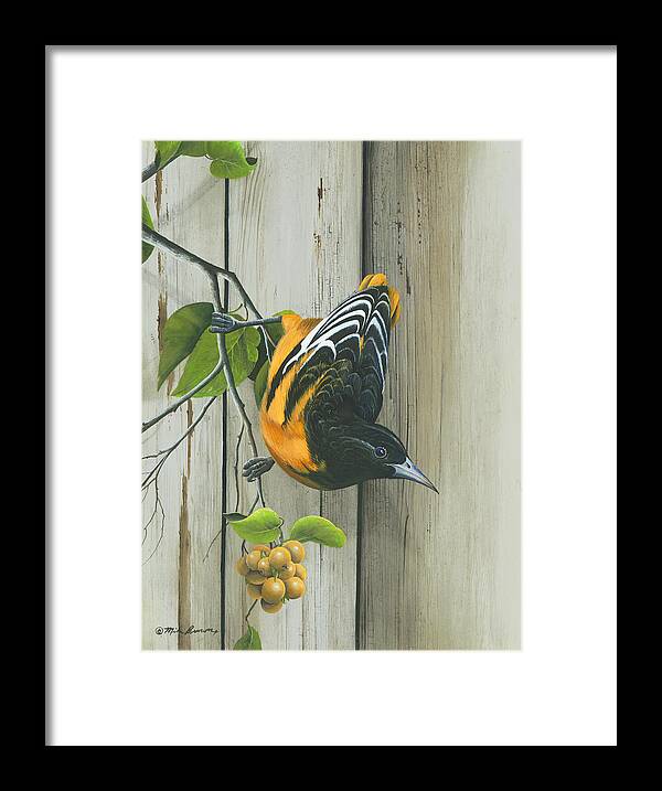 Baltimore Oriole Framed Print featuring the painting Baltimore Oriole by Mike Brown