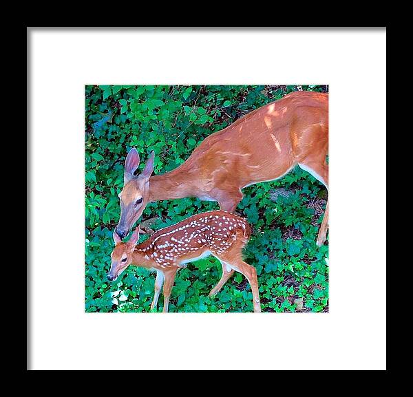Deer Framed Print featuring the photograph Bambi and Mom by Betty Buller Whitehead
