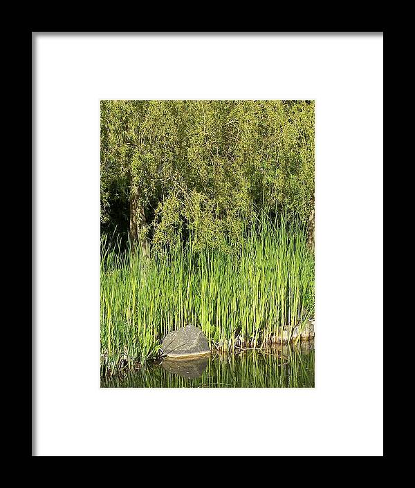 Green Bamboo Framed Print featuring the photograph Bamboo at the Pond by Elena Perelman