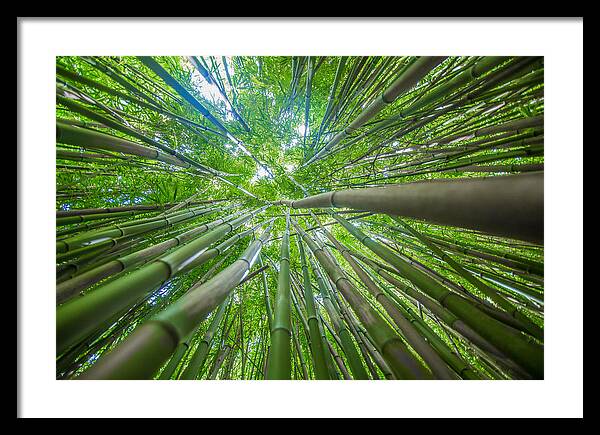 Bamboo Framed Print featuring the photograph Bamboo by Drew Sulock