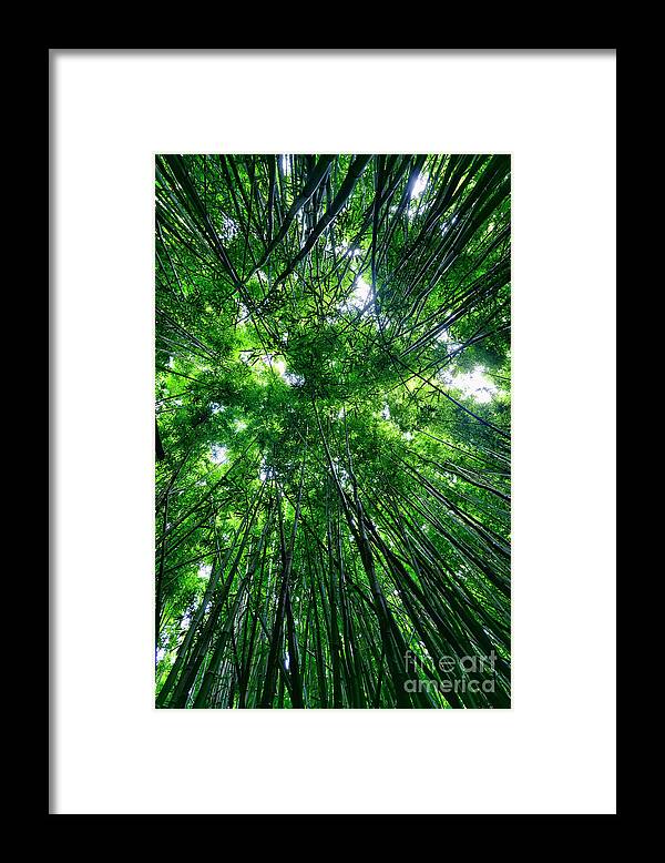 Bamboo Framed Print featuring the photograph Bamboo Forest by Eddie Yerkish