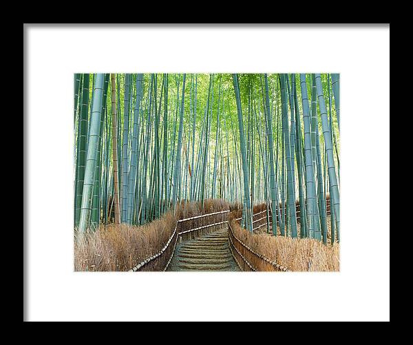Photography Framed Print featuring the photograph Bamboo Forest, Kyoto City, Kyoto by Panoramic Images