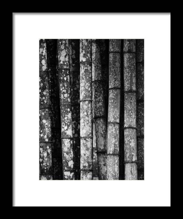 Bamboo Framed Print featuring the photograph Bamboo by John Gusky