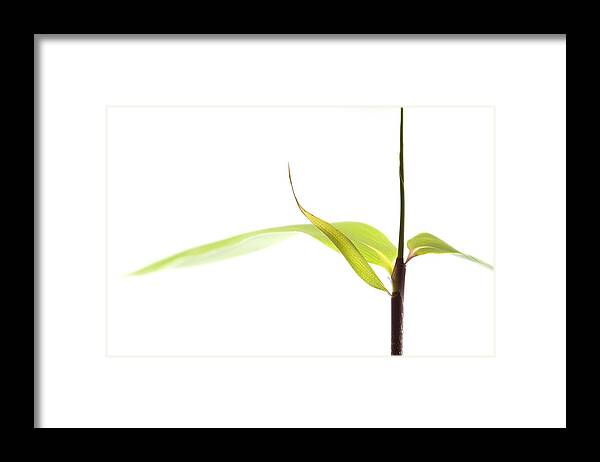 Minimalism Framed Print featuring the photograph Bamboo Meditation 1 by Carol Leigh
