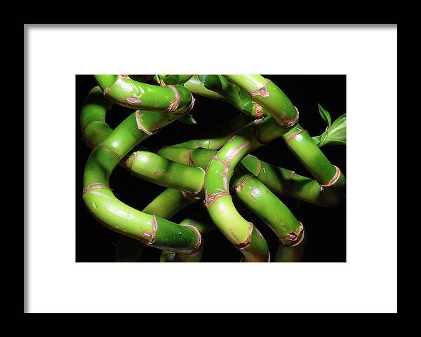 Bamboo Framed Print featuring the photograph Bamboozle by Ted Keller