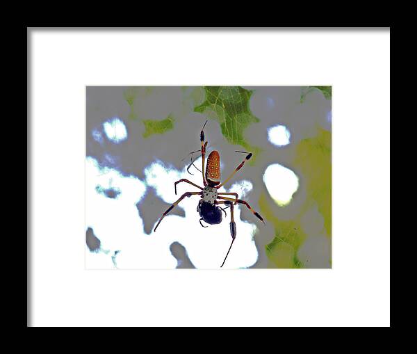 Arachnid Framed Print featuring the photograph Banana Spider Lunch Time 1 by Bob Johnson