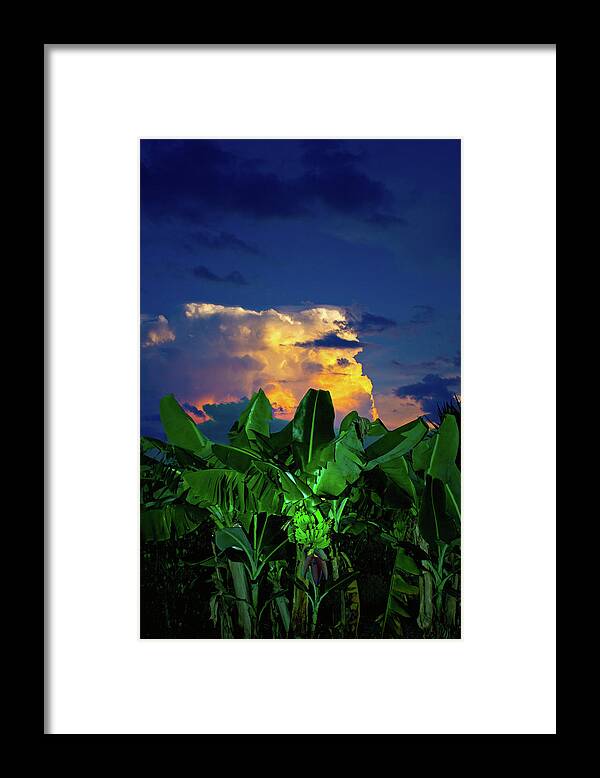 Banana Trees Framed Print featuring the photograph Banana Sunset by Mark Andrew Thomas