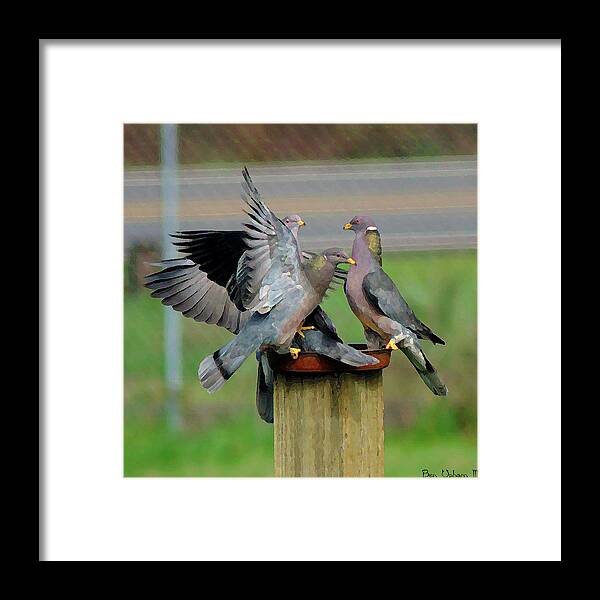 Birds Framed Print featuring the photograph Band-Tailed Pigeons #1 by Ben Upham III