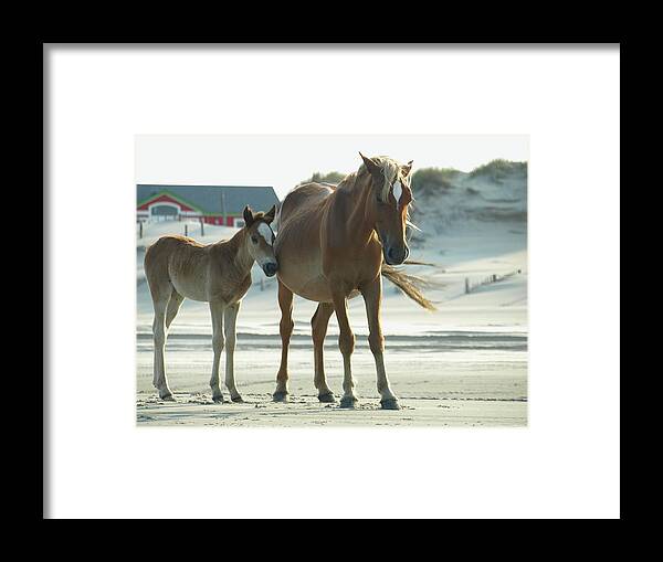 Banker Horses Framed Print featuring the photograph Banker Horses - 3 by Jeffrey Peterson