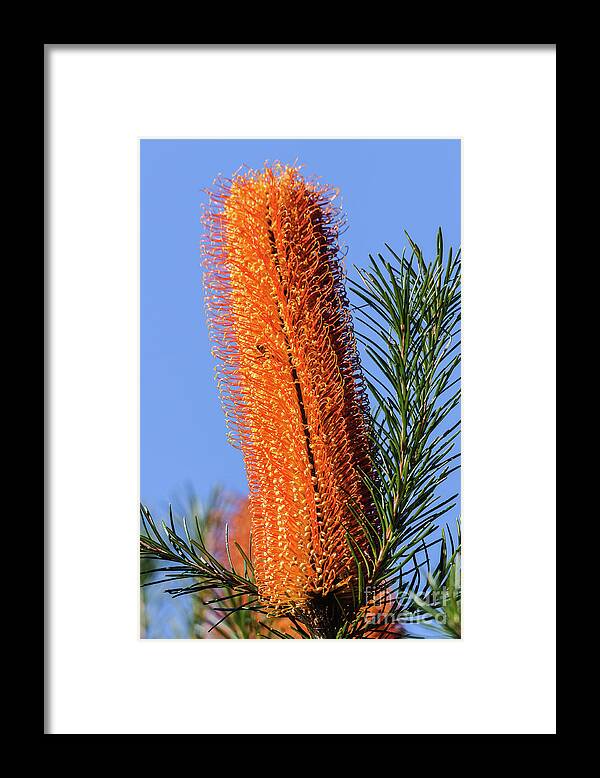 Plant Framed Print featuring the photograph Banksia NSW09 by Werner Padarin
