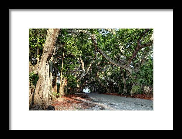 Banyan Tree Framed Print featuring the photograph Banyan Street by Donna Kennedy