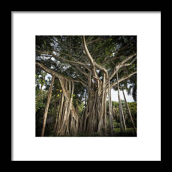 Banyan Framed Print featuring the photograph Banyan Tree at Bonnet House by Belinda Greb