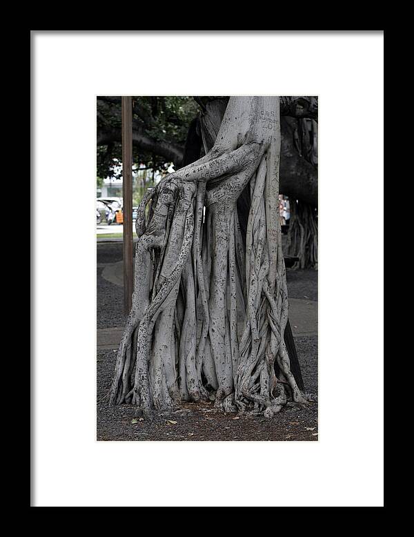 Framed Print featuring the photograph Banyan Tree, Maui by Kenneth Campbell