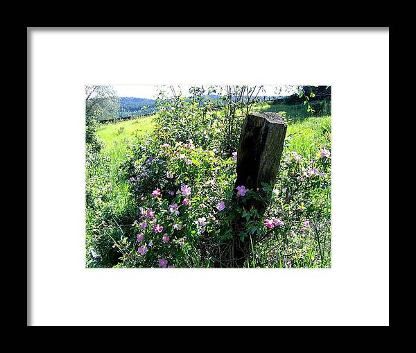 Wild Roses Framed Print featuring the photograph Barbed Wire And Roses by Will Borden