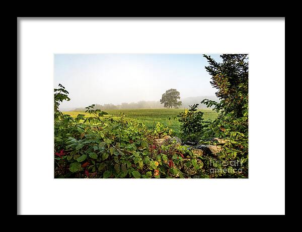 Barbed Wire Fence Framed Print featuring the photograph Misty Meadow by Jim Gillen