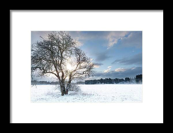 Snow Framed Print featuring the photograph Bare tree in a snow field with early sunrise by Simon Bratt
