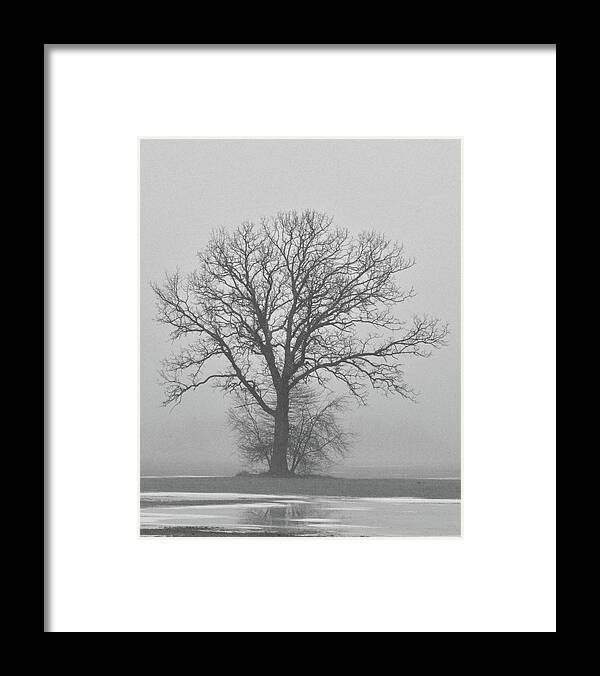 Tree Framed Print featuring the photograph Bare Tree in Fog by Nancy Landry