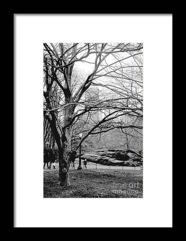 Photograph Framed Print featuring the photograph Bare Tree on Walking Path BW by Sandy Moulder