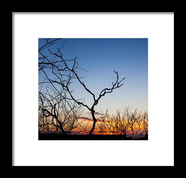 Bare Trees At Sunset Framed Print featuring the photograph Bare Trees at Sunset by Michelle Constantine