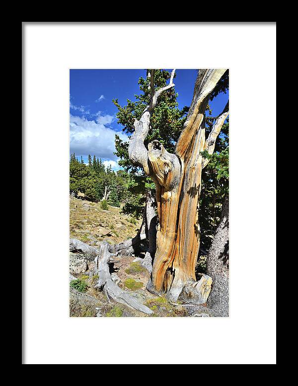 Mount Goliath Natural Area Framed Print featuring the photograph Bare Wood by Ray Mathis