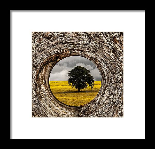 Bark Framed Print featuring the photograph Bark Framed Oak Tree by Shirley Mangini