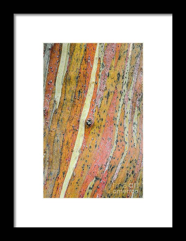 Nature Framed Print featuring the photograph Bark MF3 by Werner Padarin