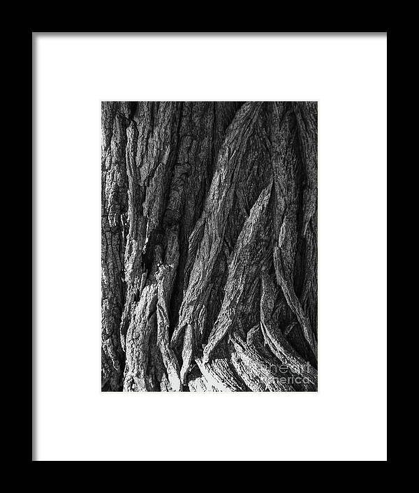 Tree Framed Print featuring the photograph Bark On A Tree by Phil Perkins