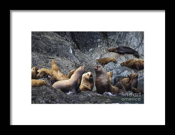 Stellar Framed Print featuring the photograph Barking Sea Lions by Tim Grams