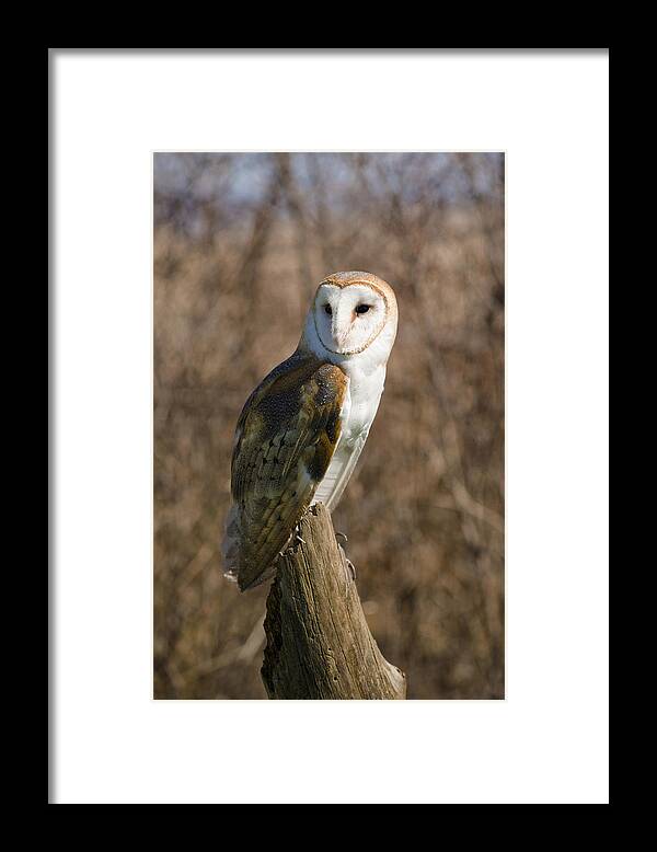 Barn Owl Framed Print featuring the photograph Barn Owl 2 by Tracy Winter