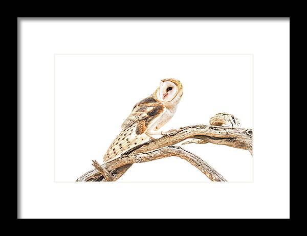 Nature Framed Print featuring the photograph Barn Owl in the Desert by Tom and Pat Cory