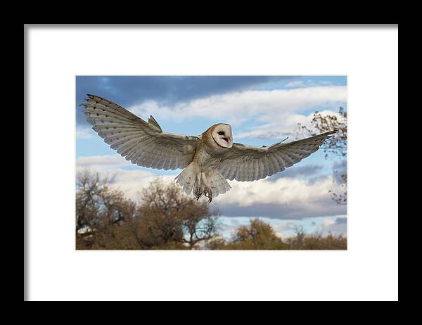 Barn Owl Framed Print featuring the photograph Barn Owl Makes a Happy Landing by Tony Hake