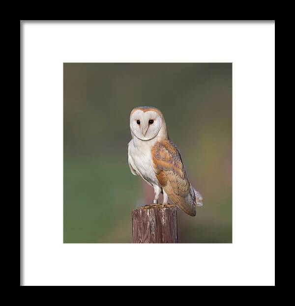 Barn Framed Print featuring the photograph Barn Owl Perched by Pete Walkden