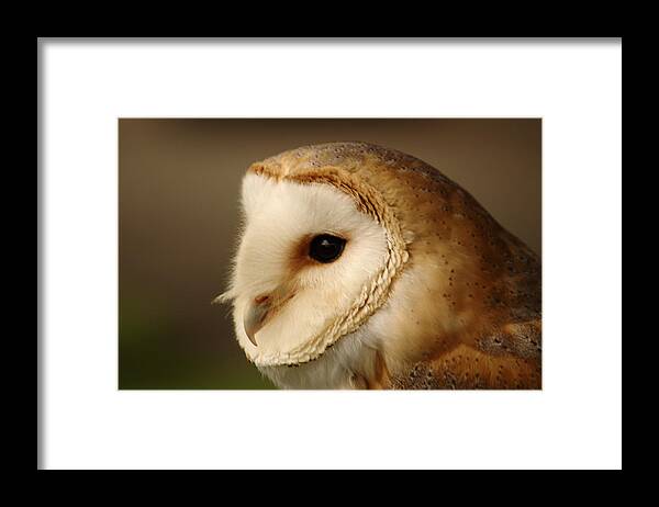 Birds Framed Print featuring the photograph Barn Owl Portrait by Adrian Wale